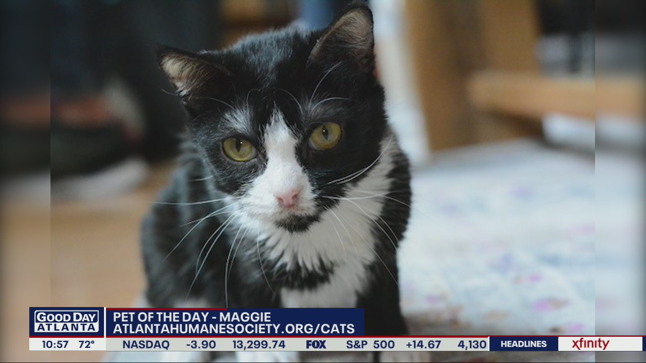 Pet of the Day from the Atlanta Humane Society