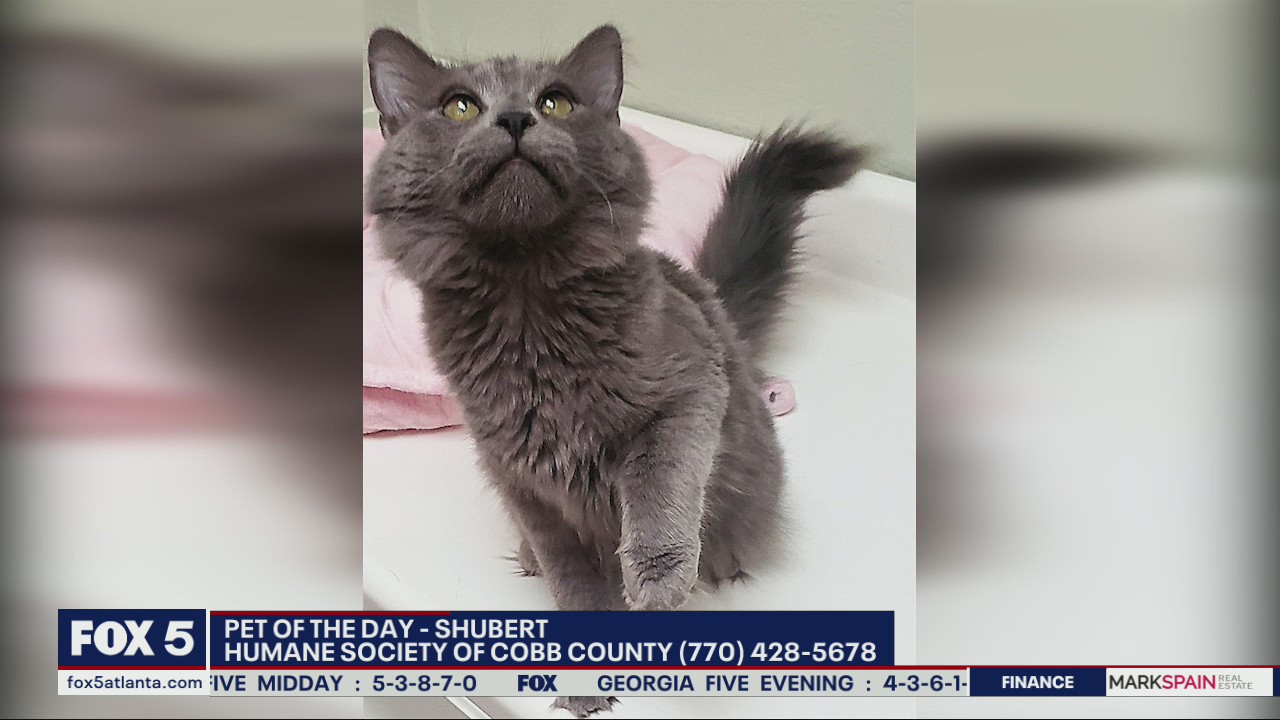 Pet of the Day from the Humane Society of Cobb County