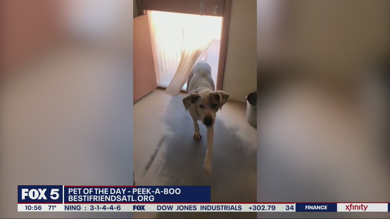 Pet of the Day with Best Friends Animal Society