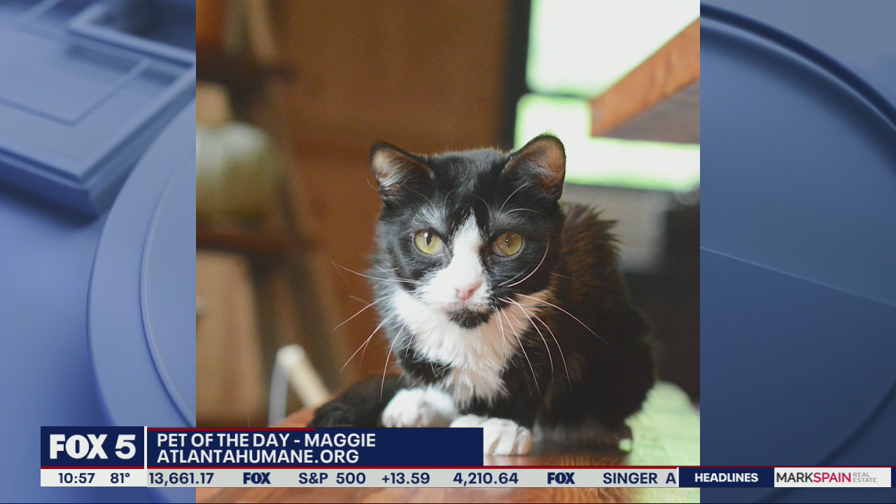Pet of the Day from the Atlanta Humane Society
