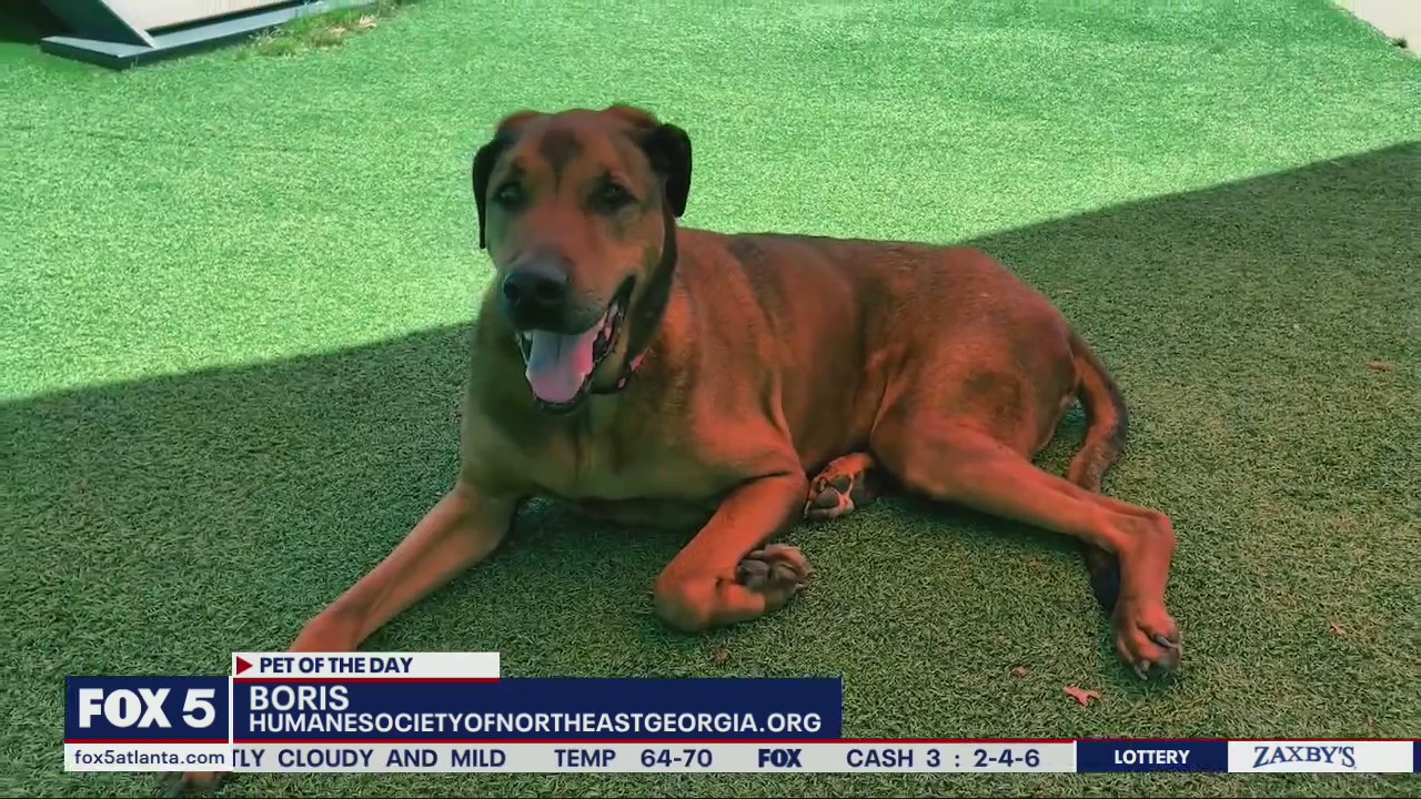Pet of the day from the Humane Society of Northeast Georgia