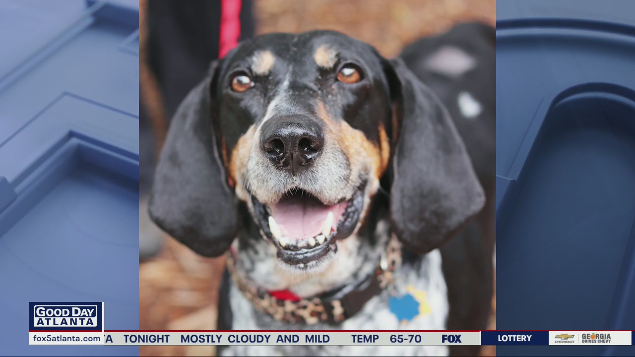 Pet of the day from the Humane Society of Northeast Georgia