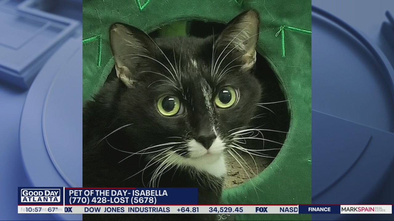 Pet of the day from the Humane Society of Cobb County