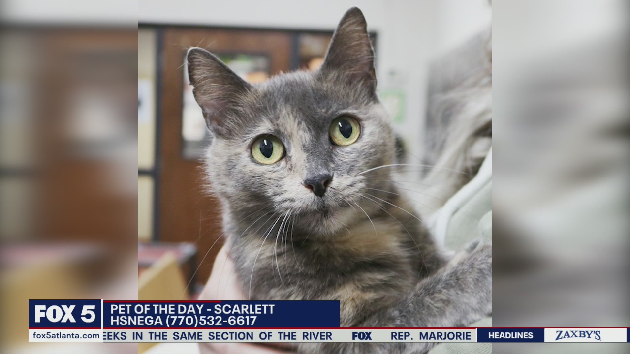 Pet of the day from the Humane Society of Northeast Georgia: