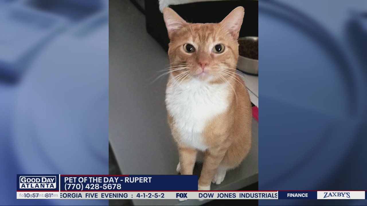 Pet of the day from the Humane Society of Cobb County