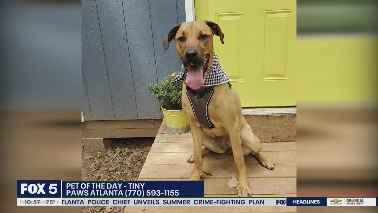 Pet of the Day from PAWS Atlanta