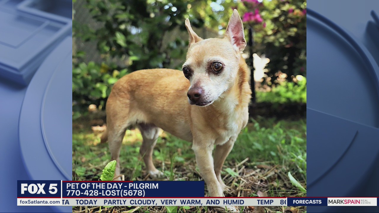 Pet of the Day from the Human Society of Cobb County