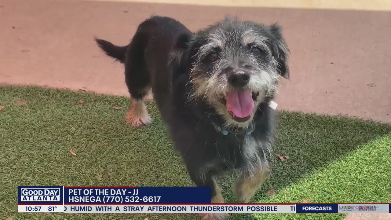 Pet of the Day from the Humane Society of Northeast Georgia