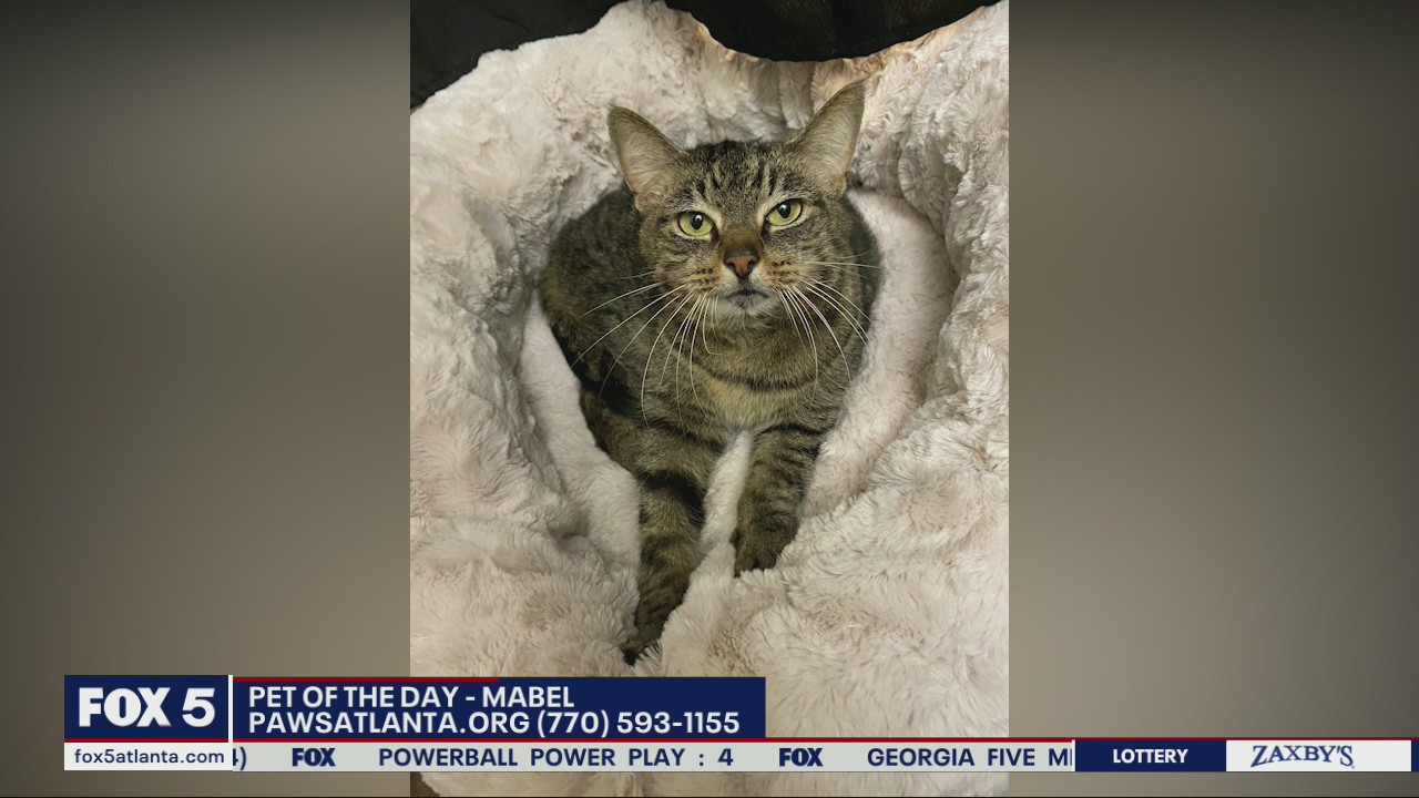 Pet of the Day from PAWS Atlanta