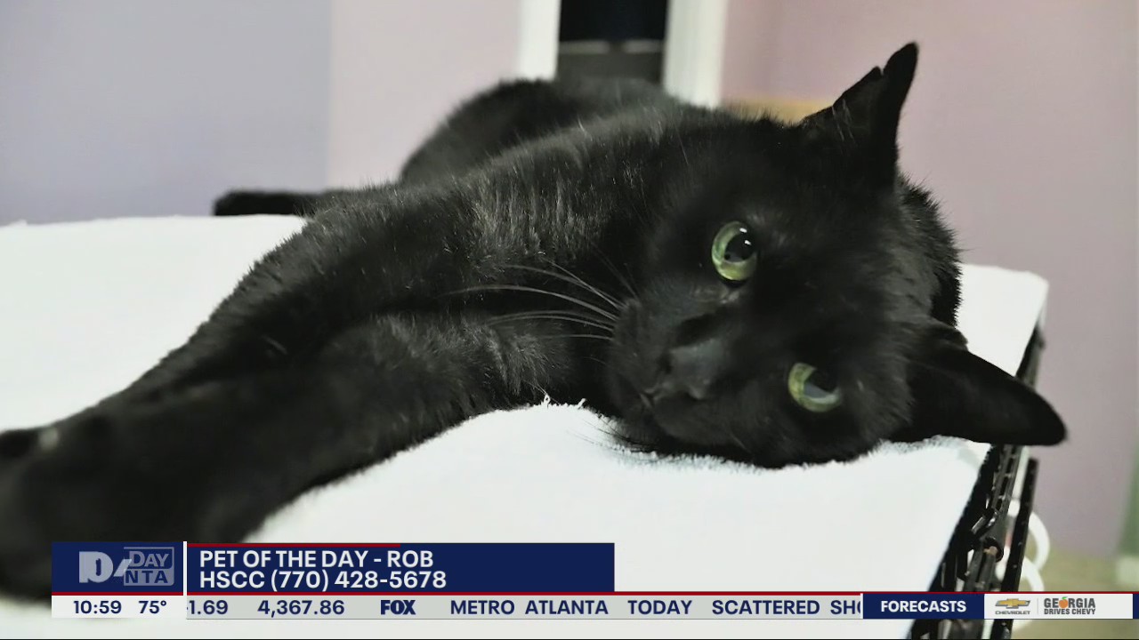 Pet of the Day from the Humane Society of Cobb County