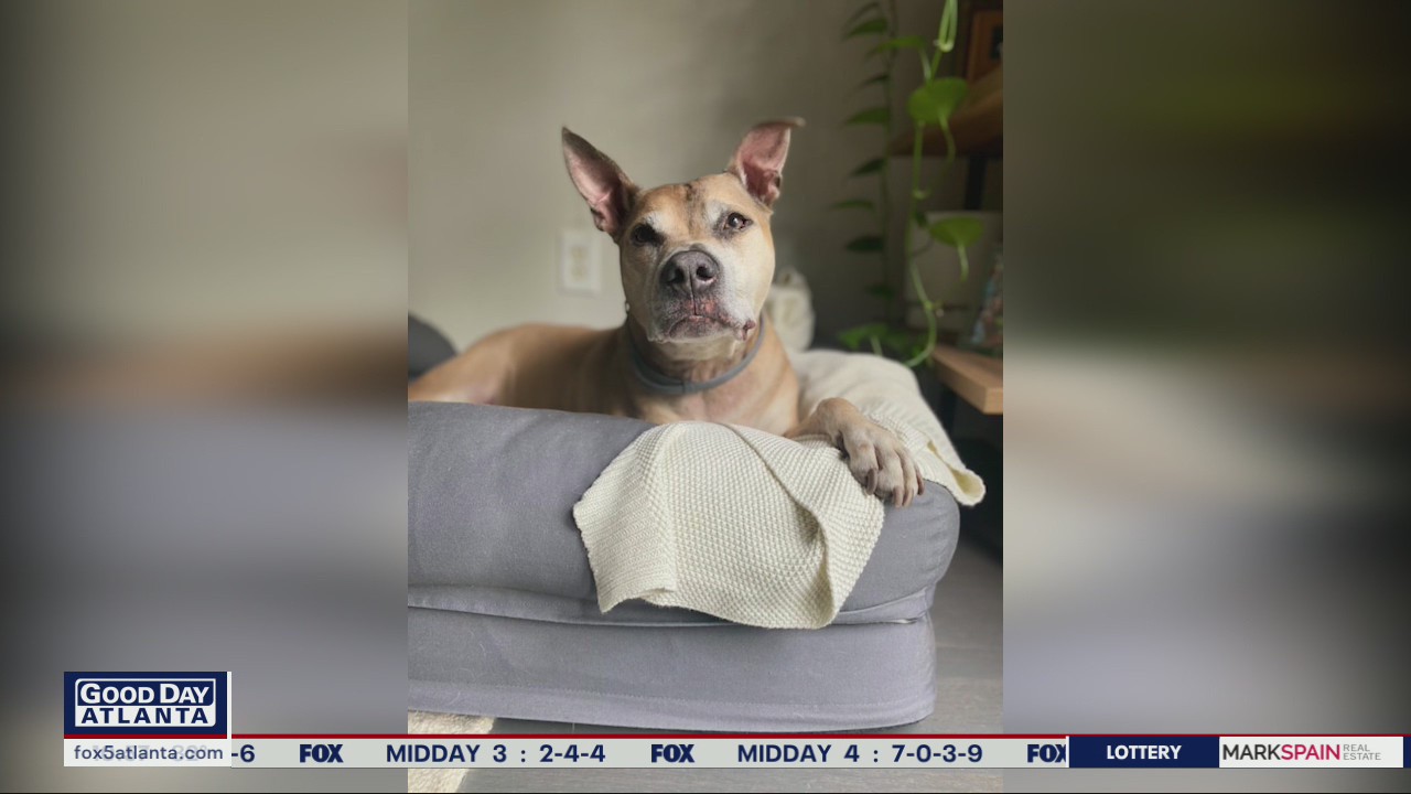 Pet of the day from PAWS Atlanta