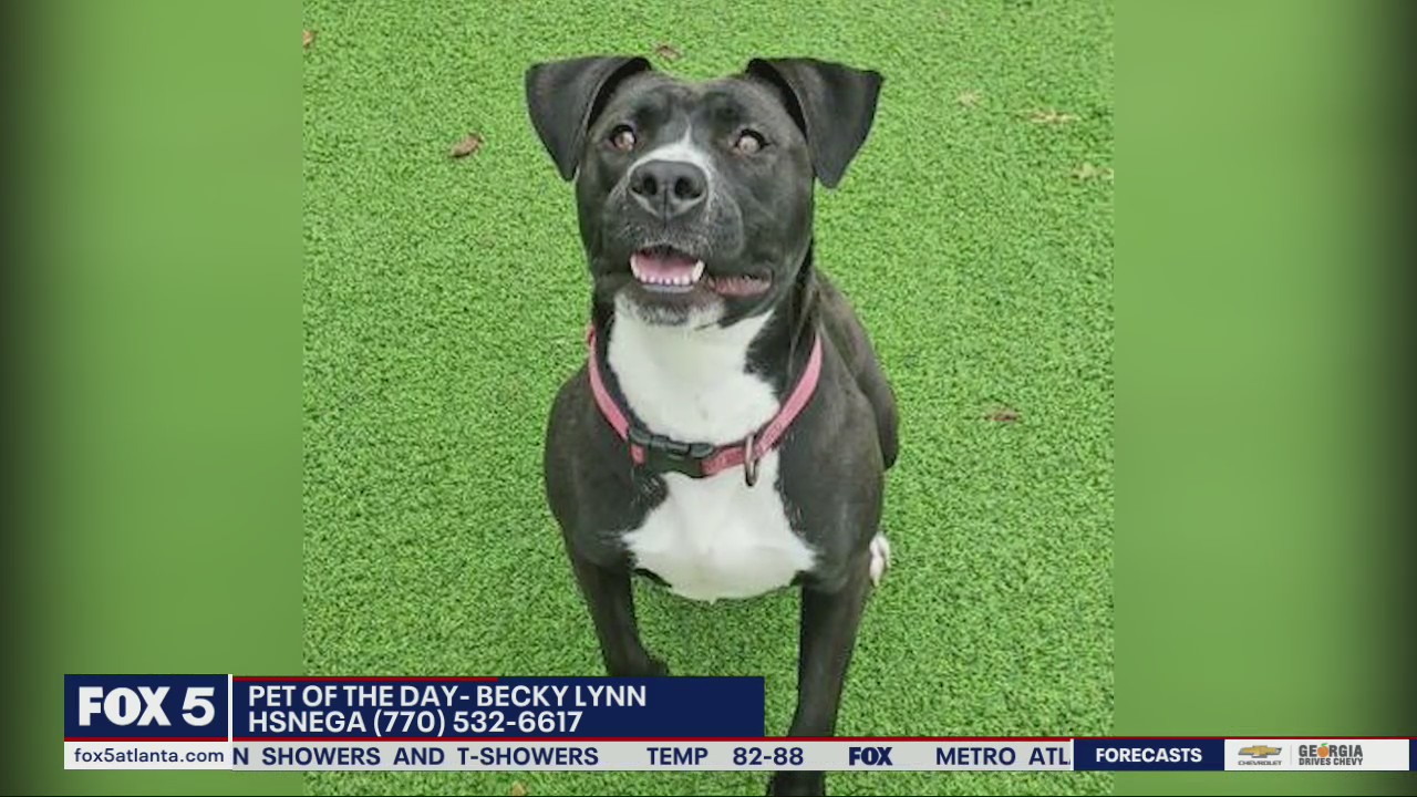 Pet of the day from the Humane Society of Northeast Georgia