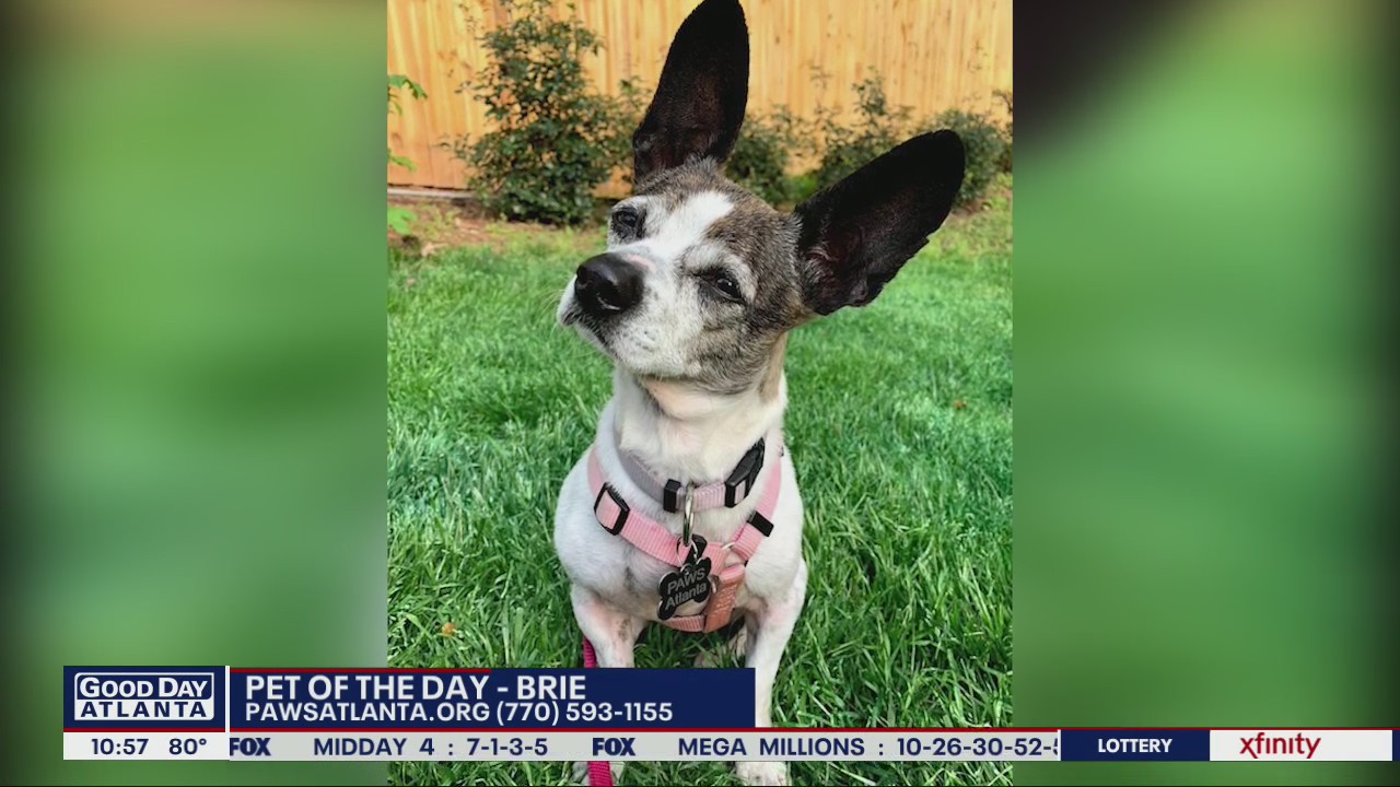Pet of the Day from PAWS Atlanta