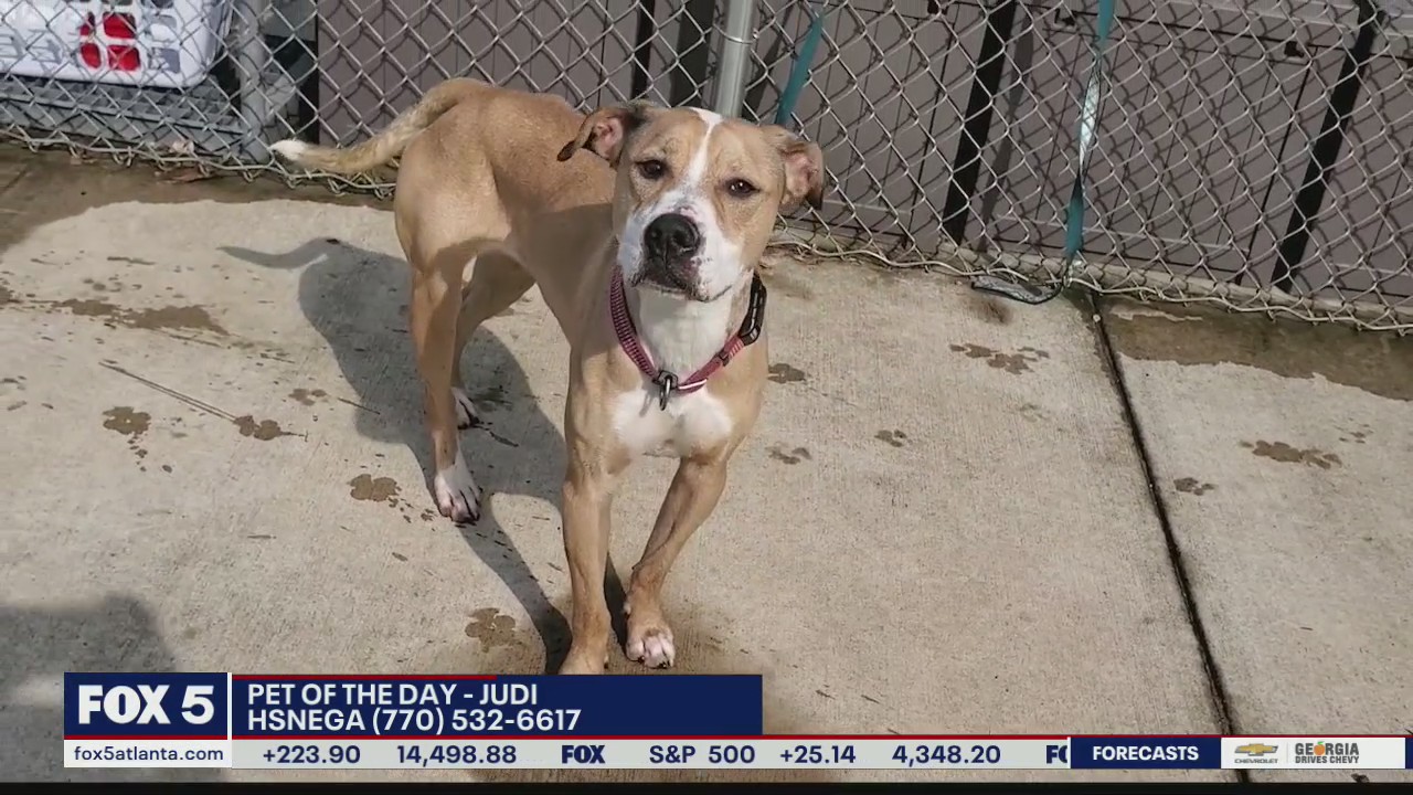 Pet of the day from the Humane Society of Northeast Georgia