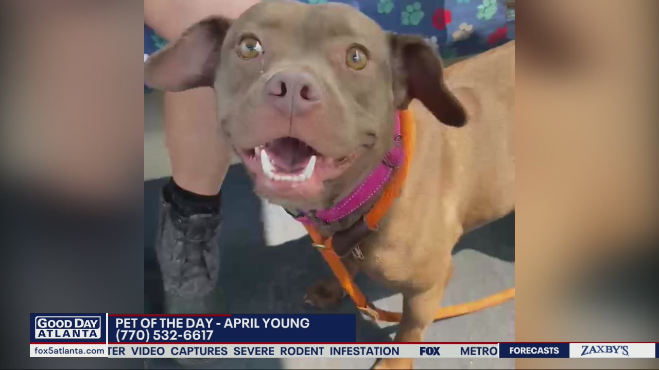 Pet of the day from the Humane Society of Northeast Georgia