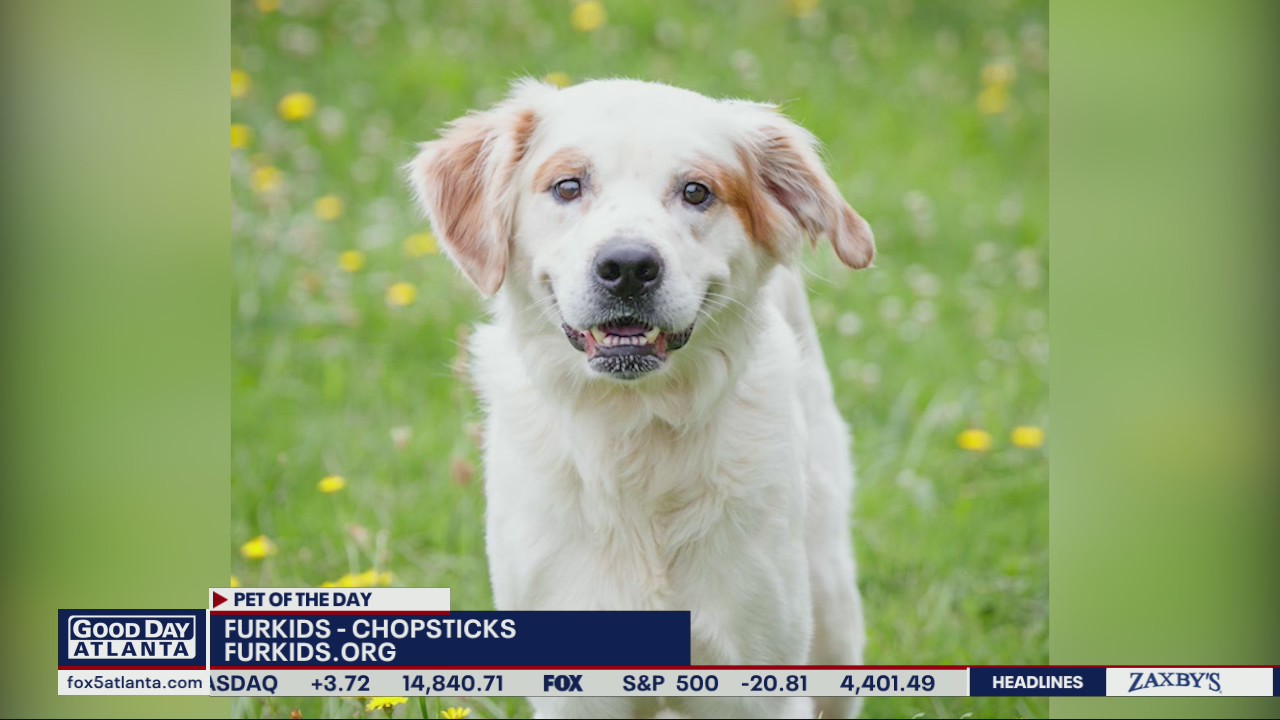 Pets of the Day from Furkids Animal Rescue