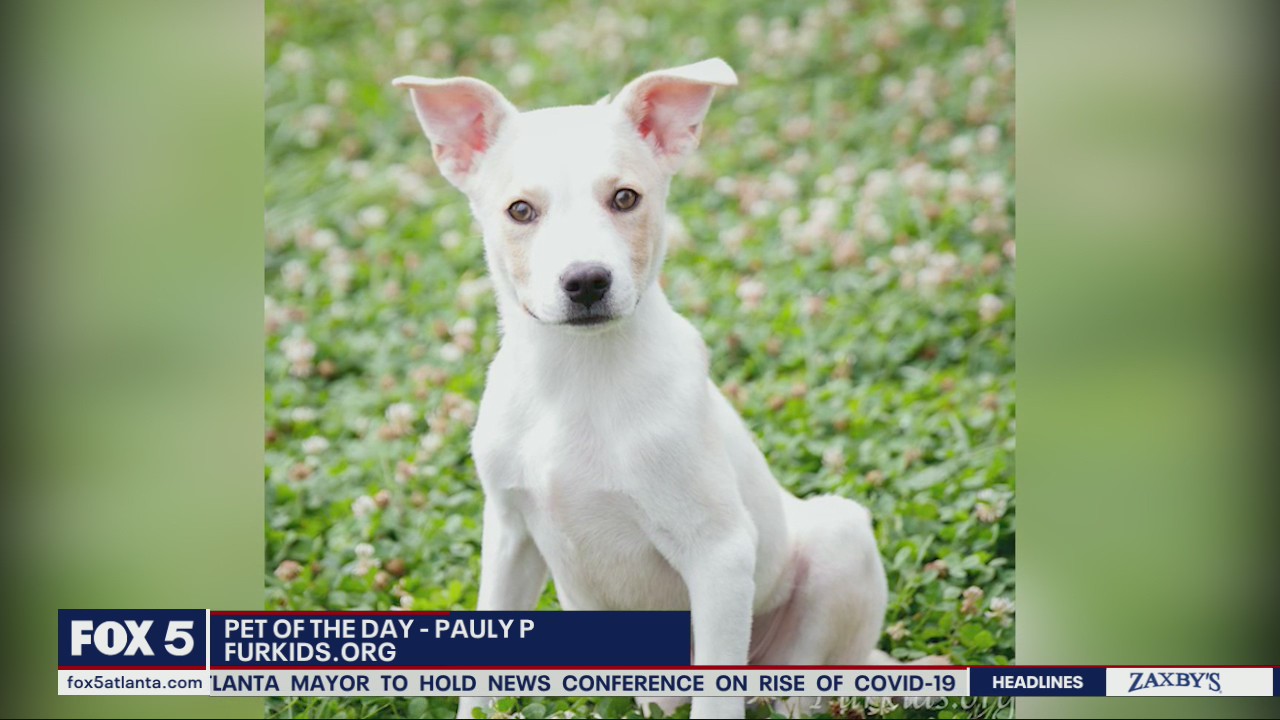Pets of the Day from Furkids Atlanta