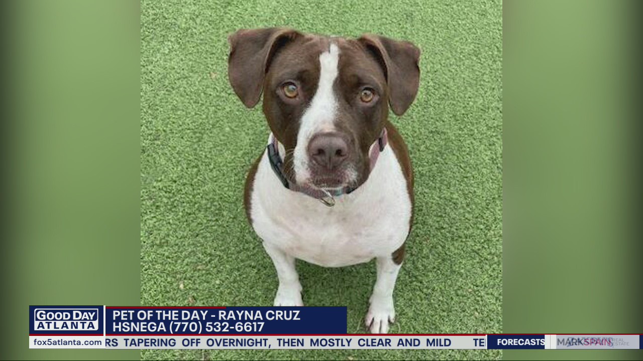 Pet of the Day from the Humane Society of Northeast Georgia