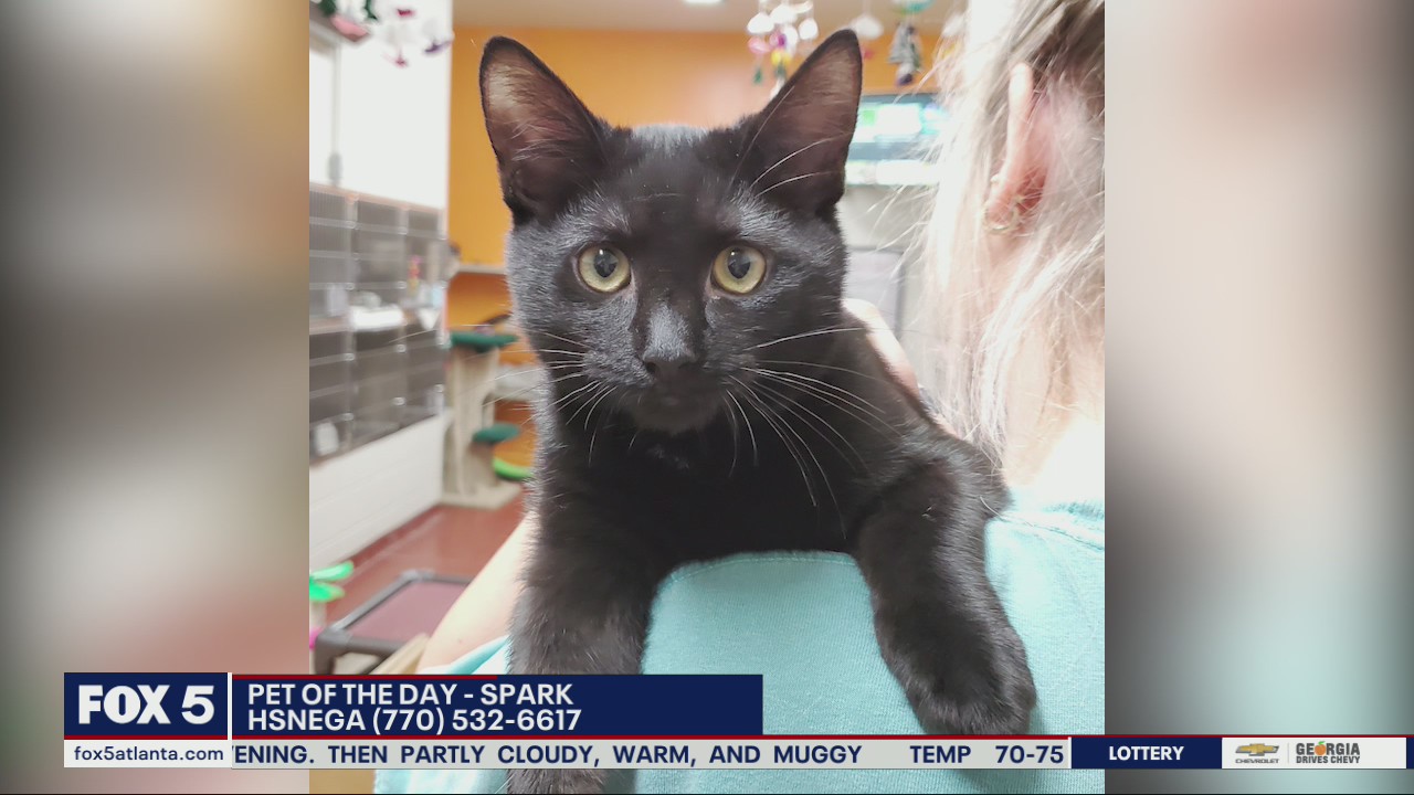 Pet of the Day: Spark