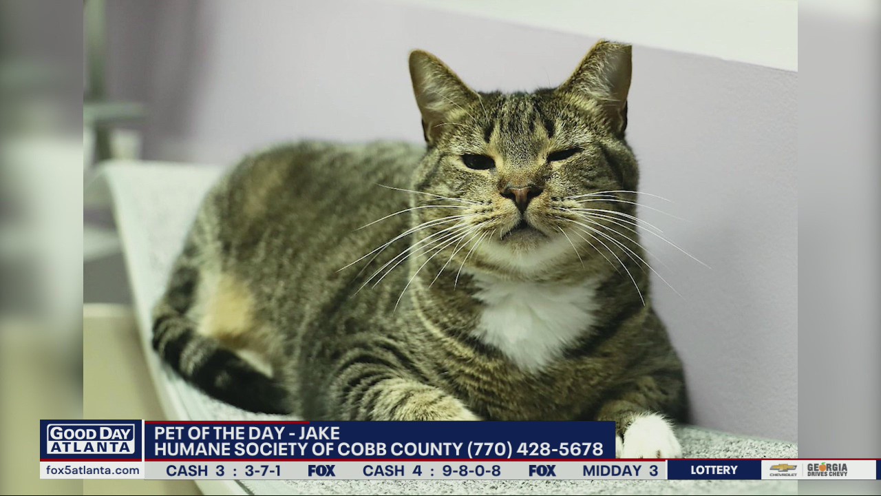 Pet of the Day from the Humane Society of Cobb County
