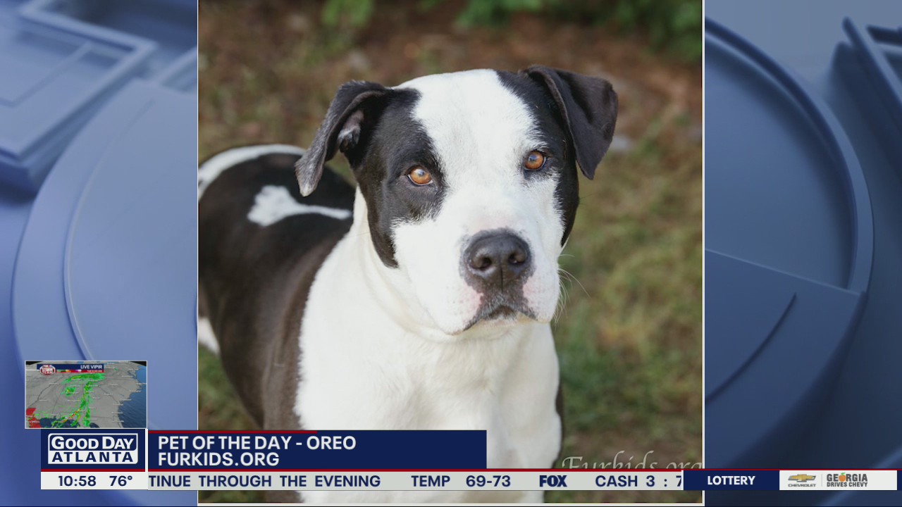 Pet of the Day from Furkids Animal Rescue