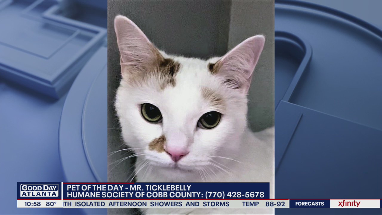 Pet of the Day from the Humane Society of Cobb County