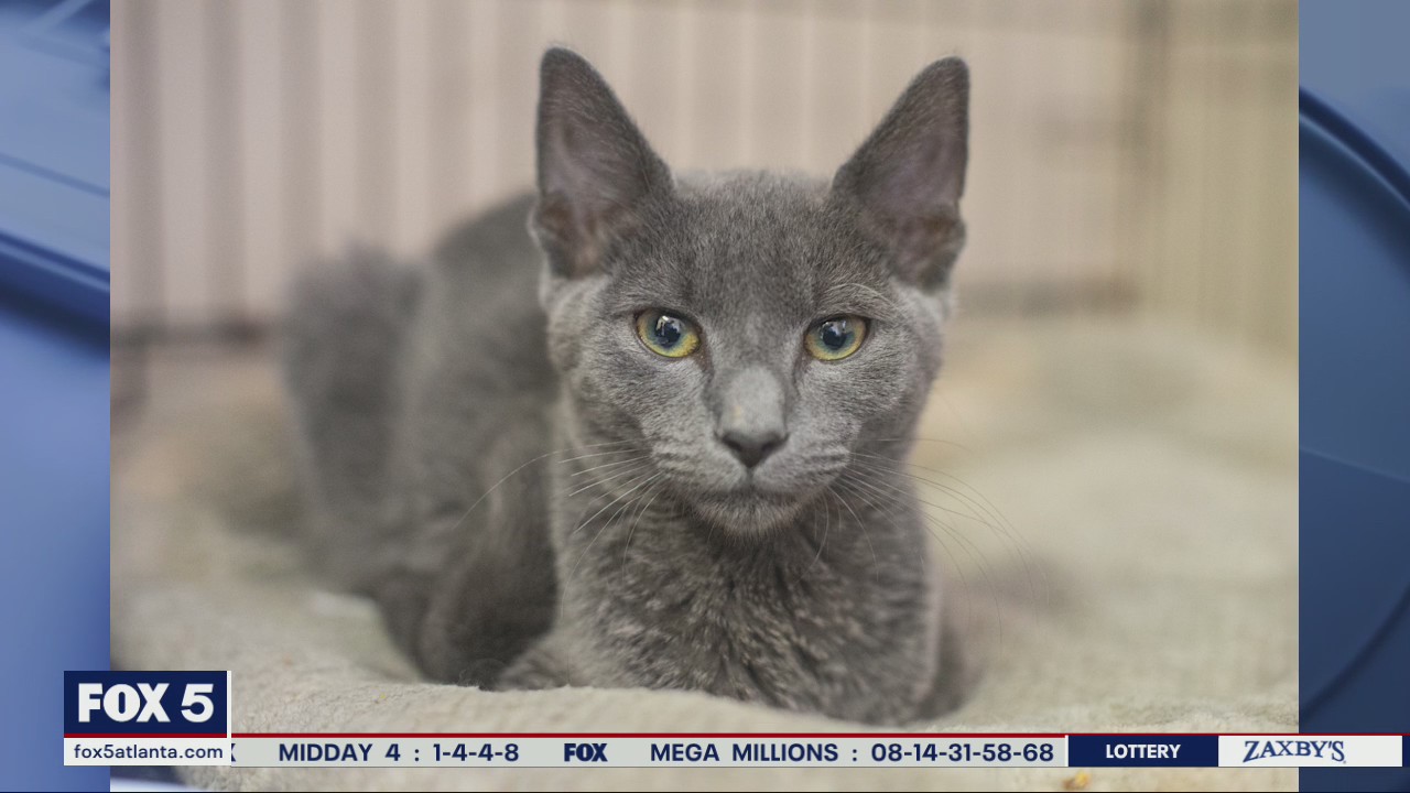 Pet of the Day from PAWS Atlanta