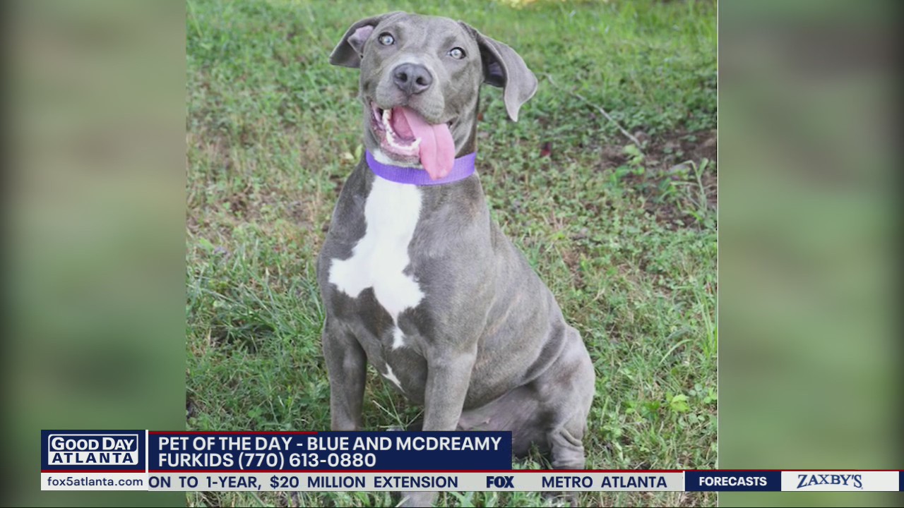 Pets of the Day from FurKids