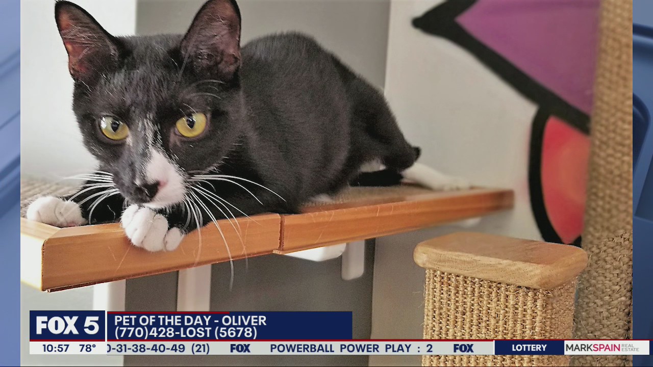 Pet of the Day from the Humane Society of Cobb County