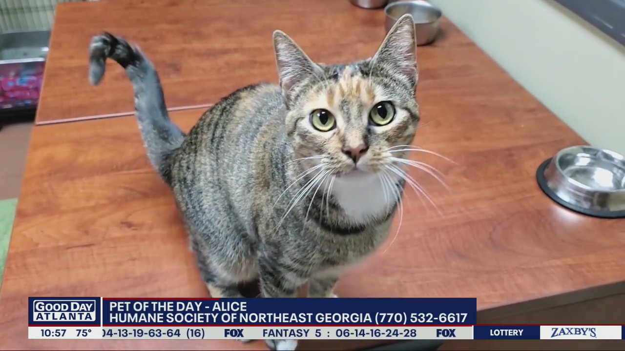 Pet of the Day from the Humane Society of Northeast Georgia