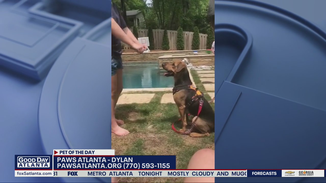 Pet of the Day from Lifeline Animal Services