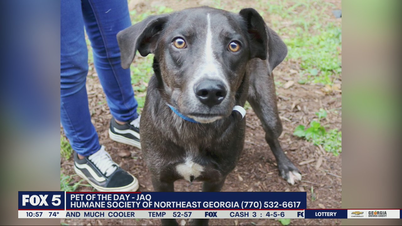 Pet of the Day from the Humane Society of Northeast Georgia