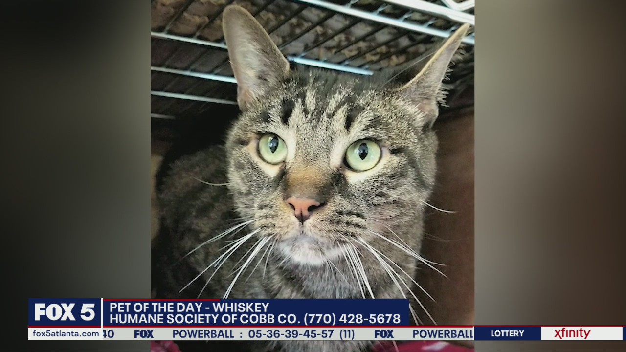 Pet of the Day from the Humane Society of Cobb County