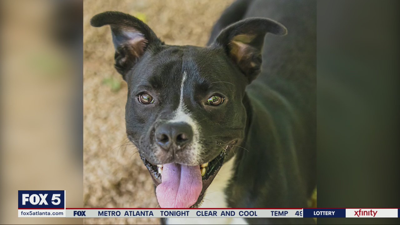 Pet of the Day from PAWS Atlanta