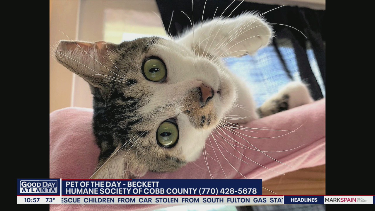 Pet of the Day from the Humane Society of Cobb County