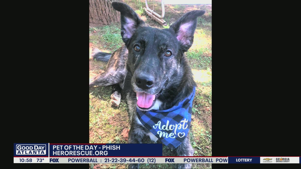 Pet of the Day from Hero Dog Rescue