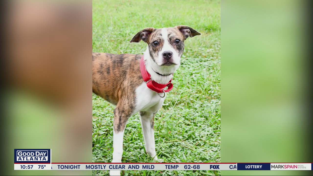 Pets of the Day from FurKids