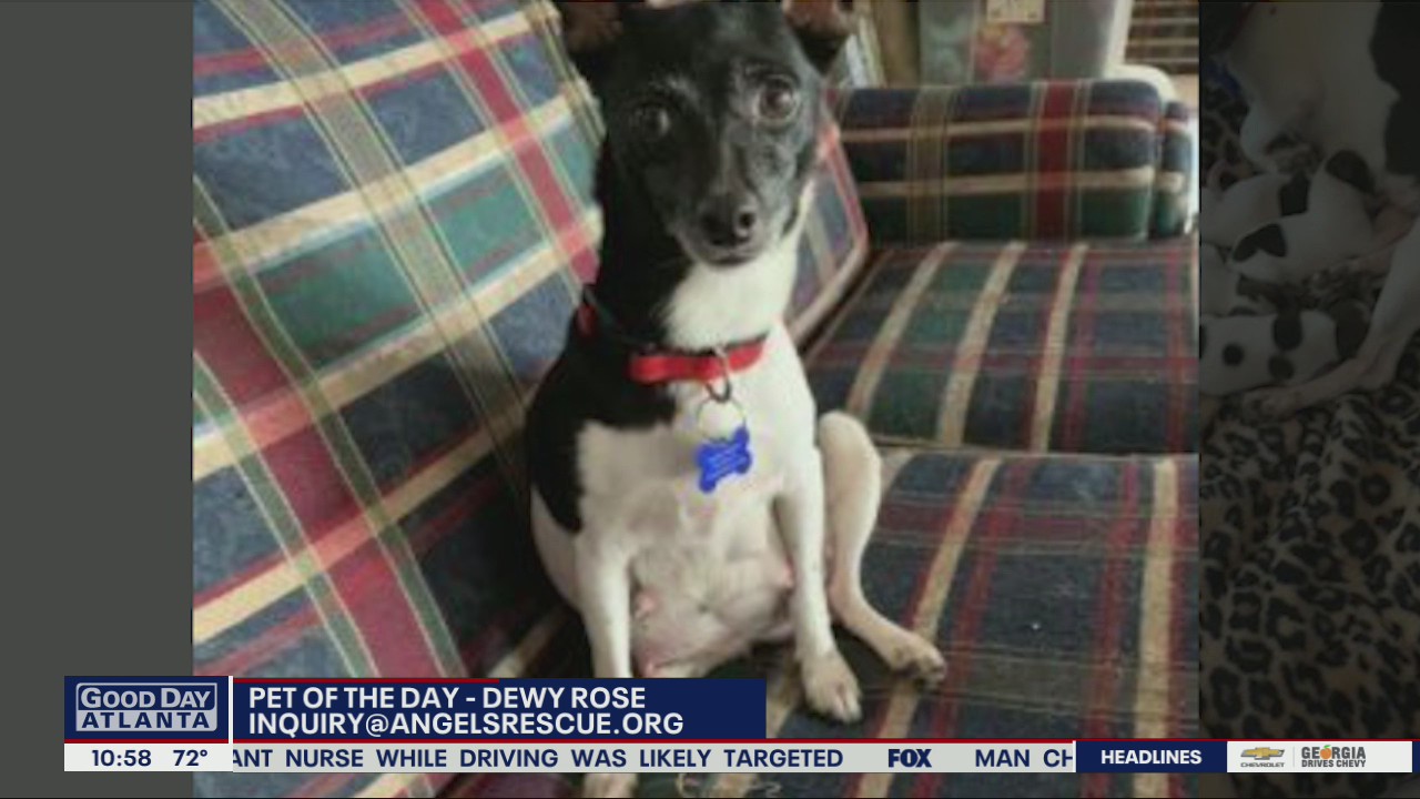 Pet of the Day from Angels Among Us Pet Rescue