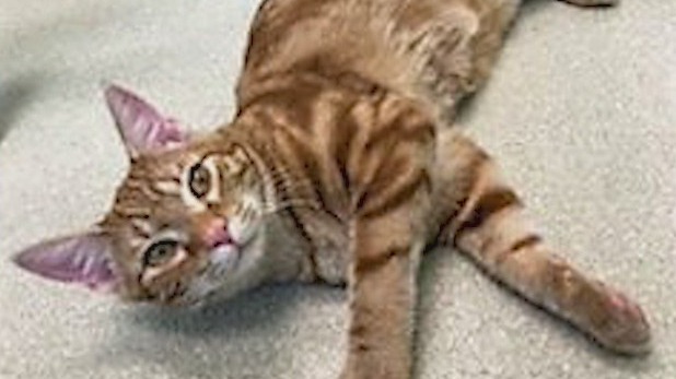 Pet of the Day with the Humane Society of Cobb County