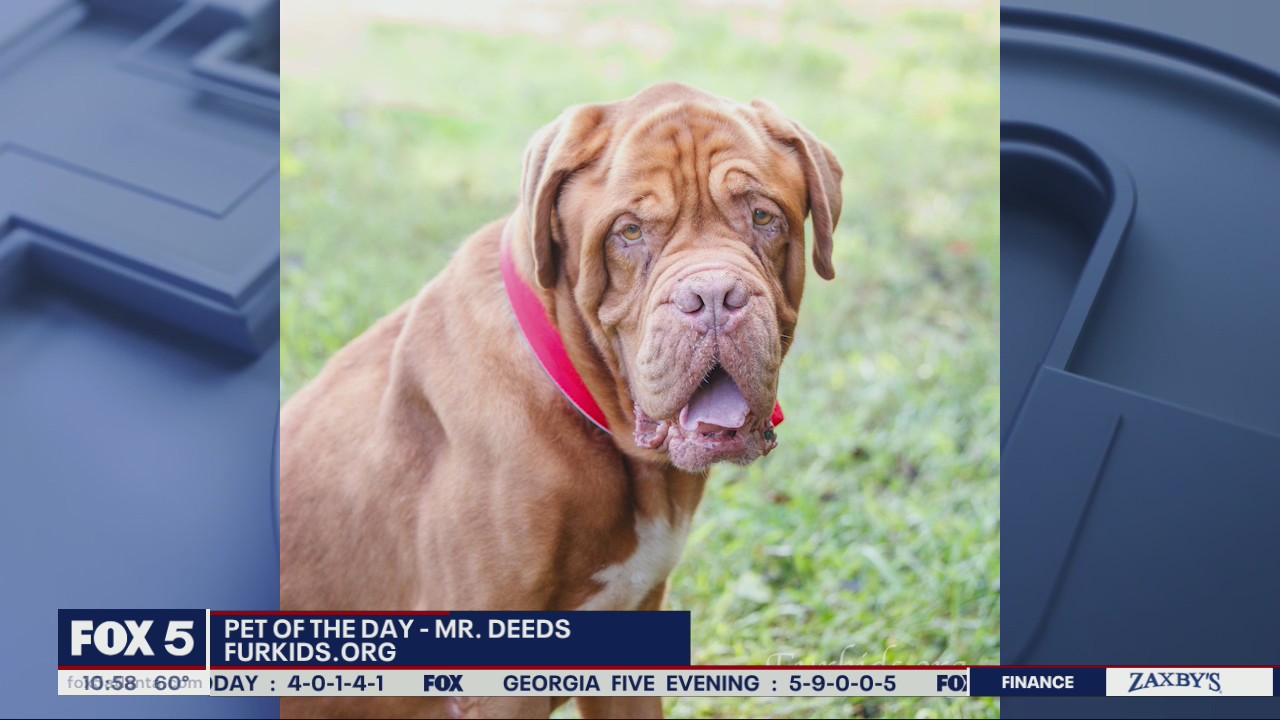 Pets of the Day from Furkids