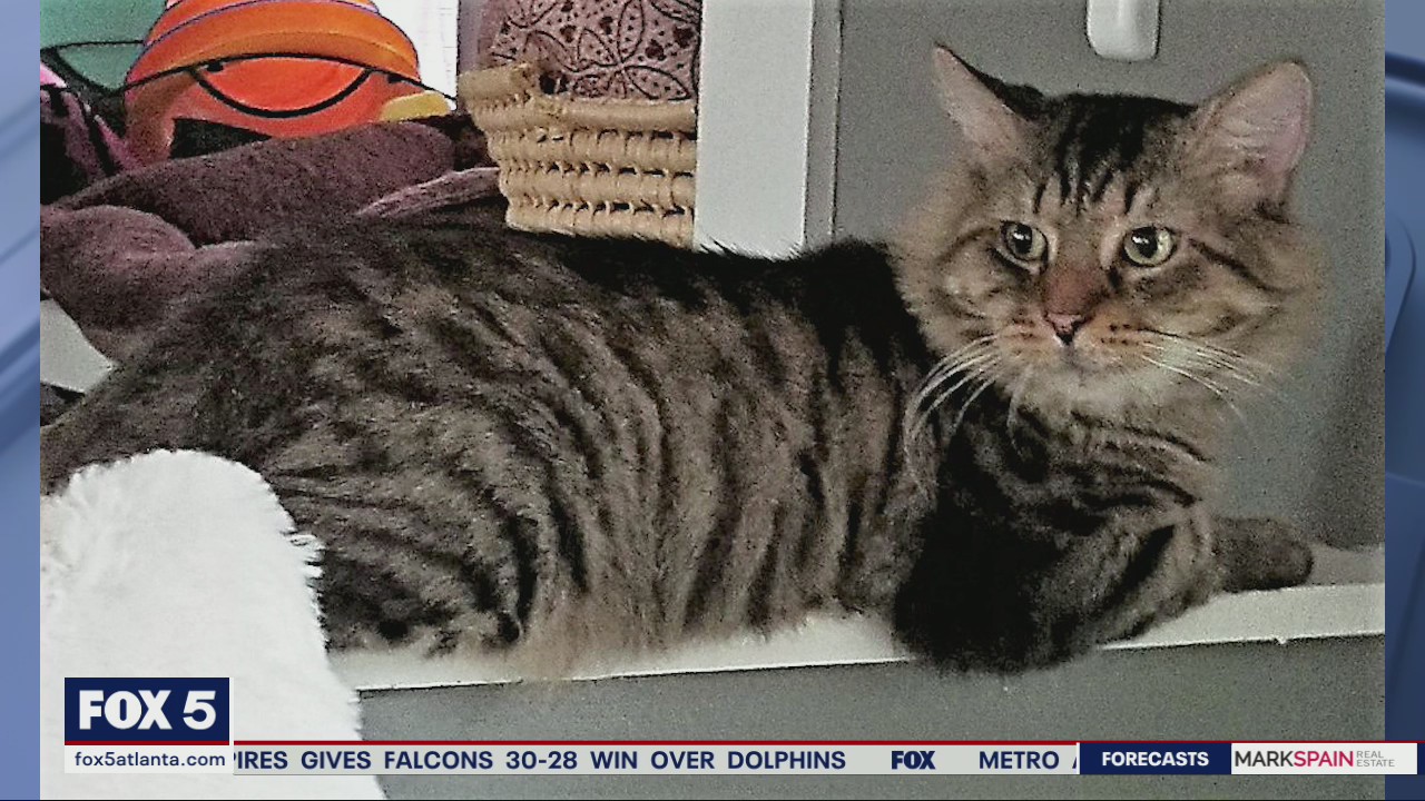 Pet of the Day from the Humane Society of Cobb County