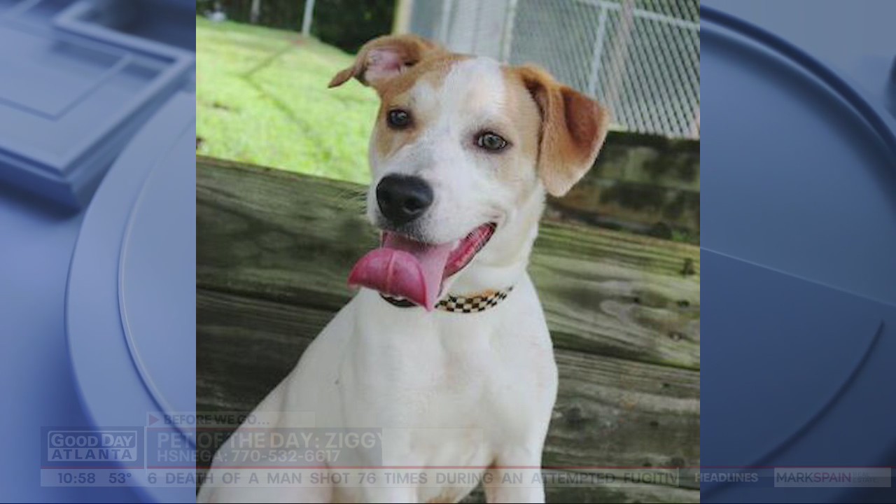 Pet of the Day from the Humane Society of Northeast Georgia