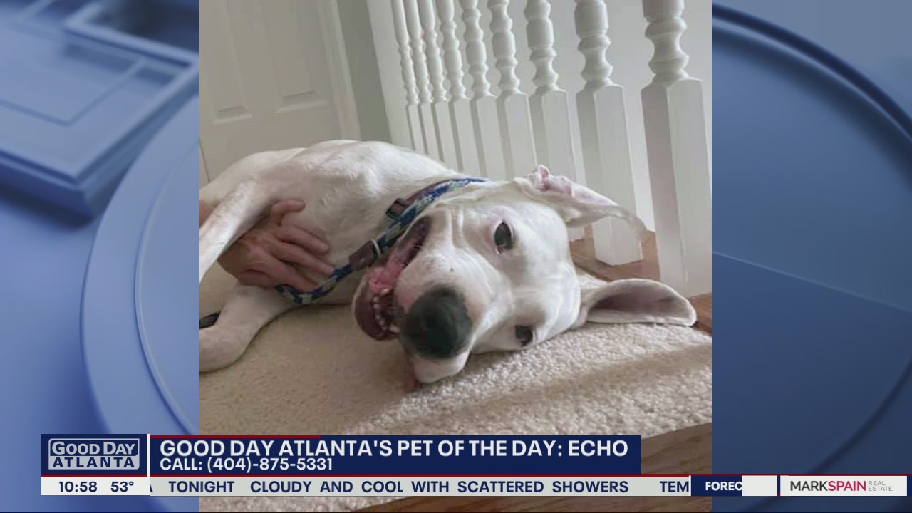 Pet of the Day from the Atlanta Humane Society