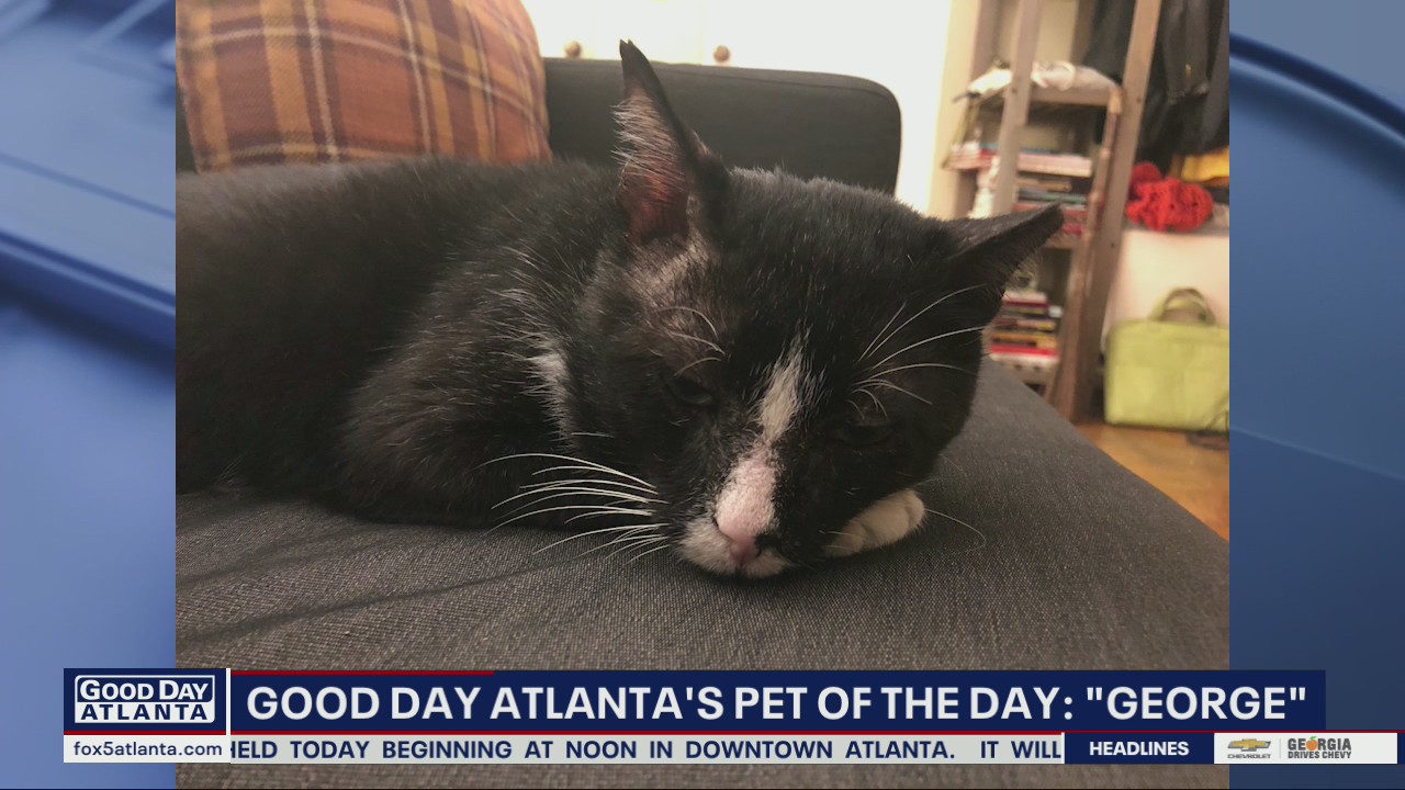 Pet of the Day from the Atlanta Humane Society