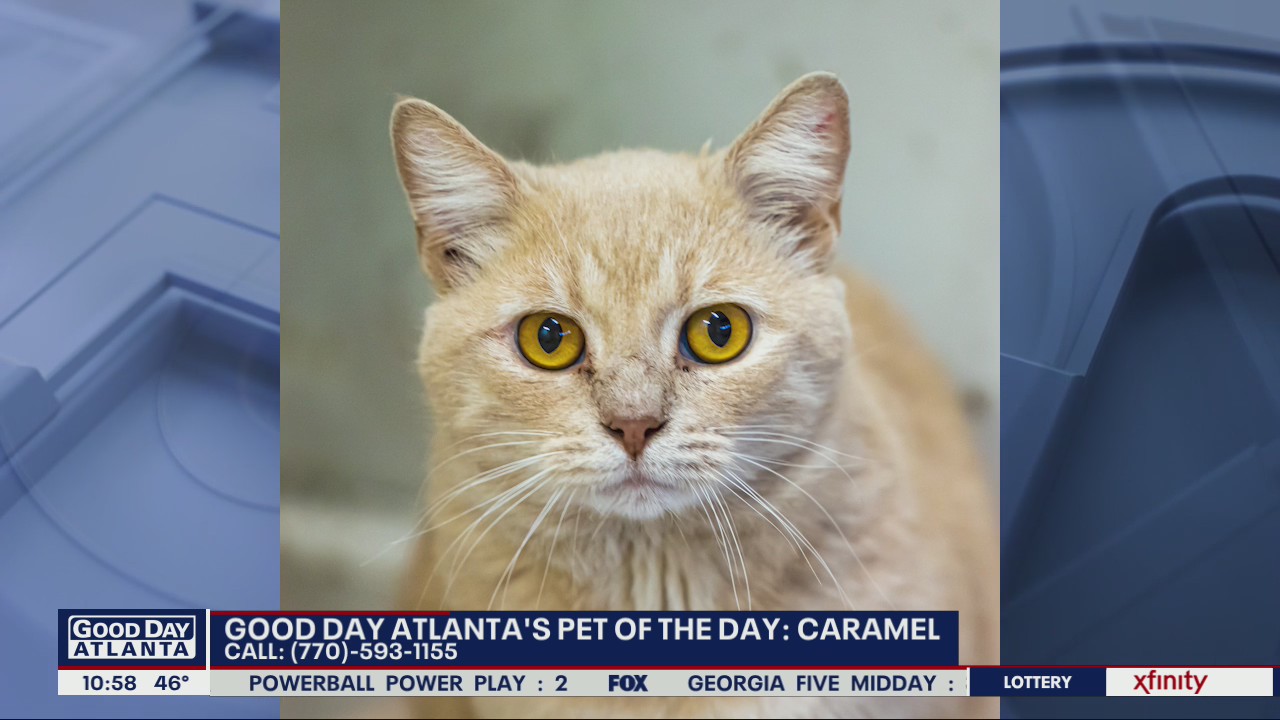 Pet of the Day from PAWS Atlanta