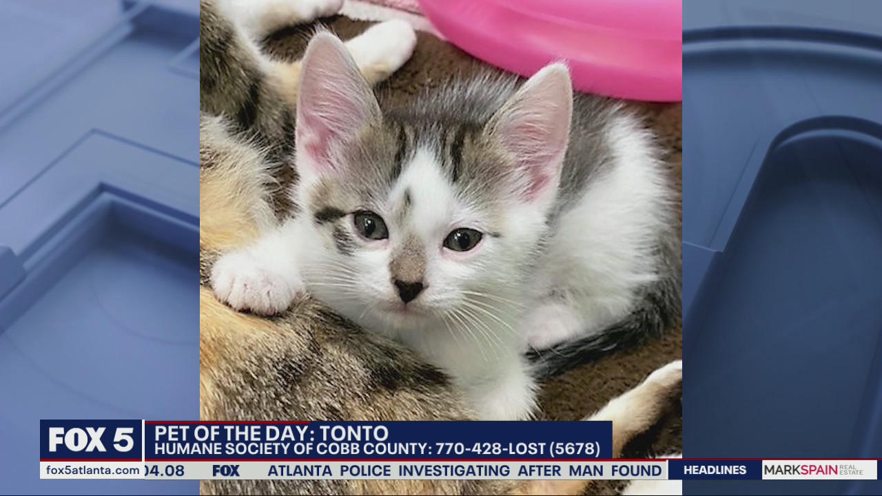 Pet of the Day from the Humane Society of Cobb County