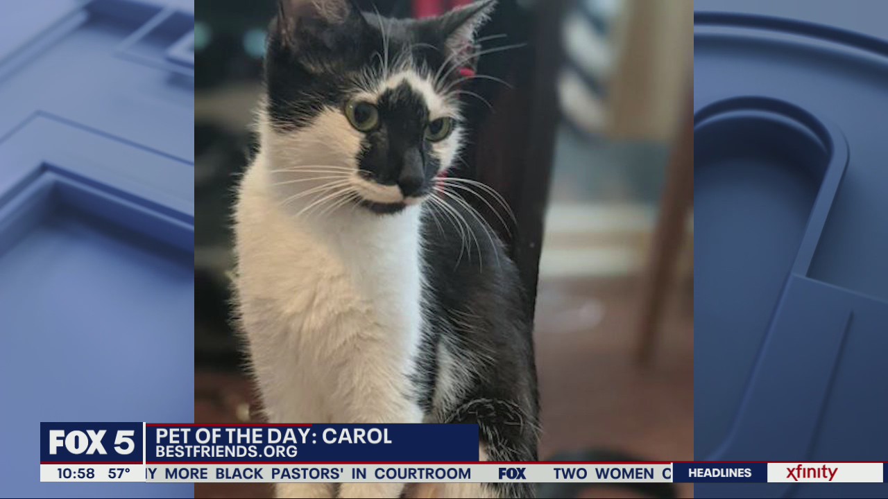 Pet of the Day from Best Friends Animal Shelter