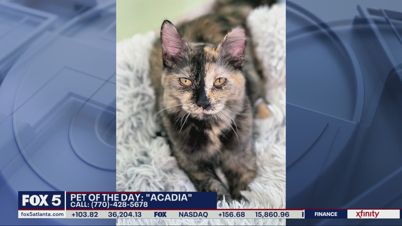 Pet of the Day from the Humane Society of Cobb County