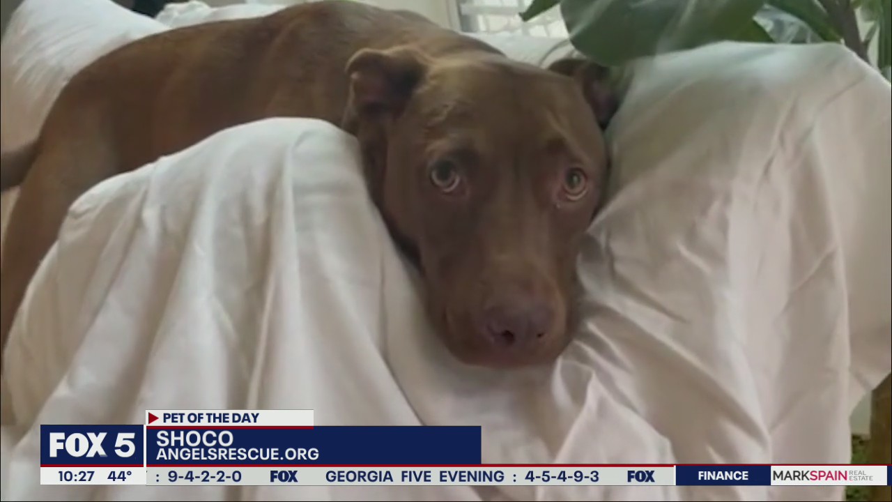 Pet of the Day from Angels Among Us Pet Rescue