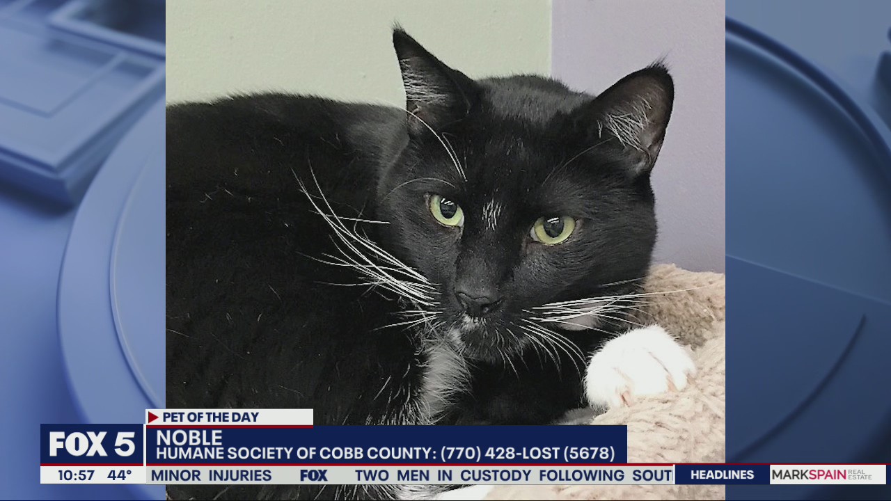 Pet of the Day from the Humane Society of Cobb County